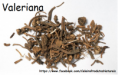 VALERIANA - A cada 100 gramas R$ 14,82